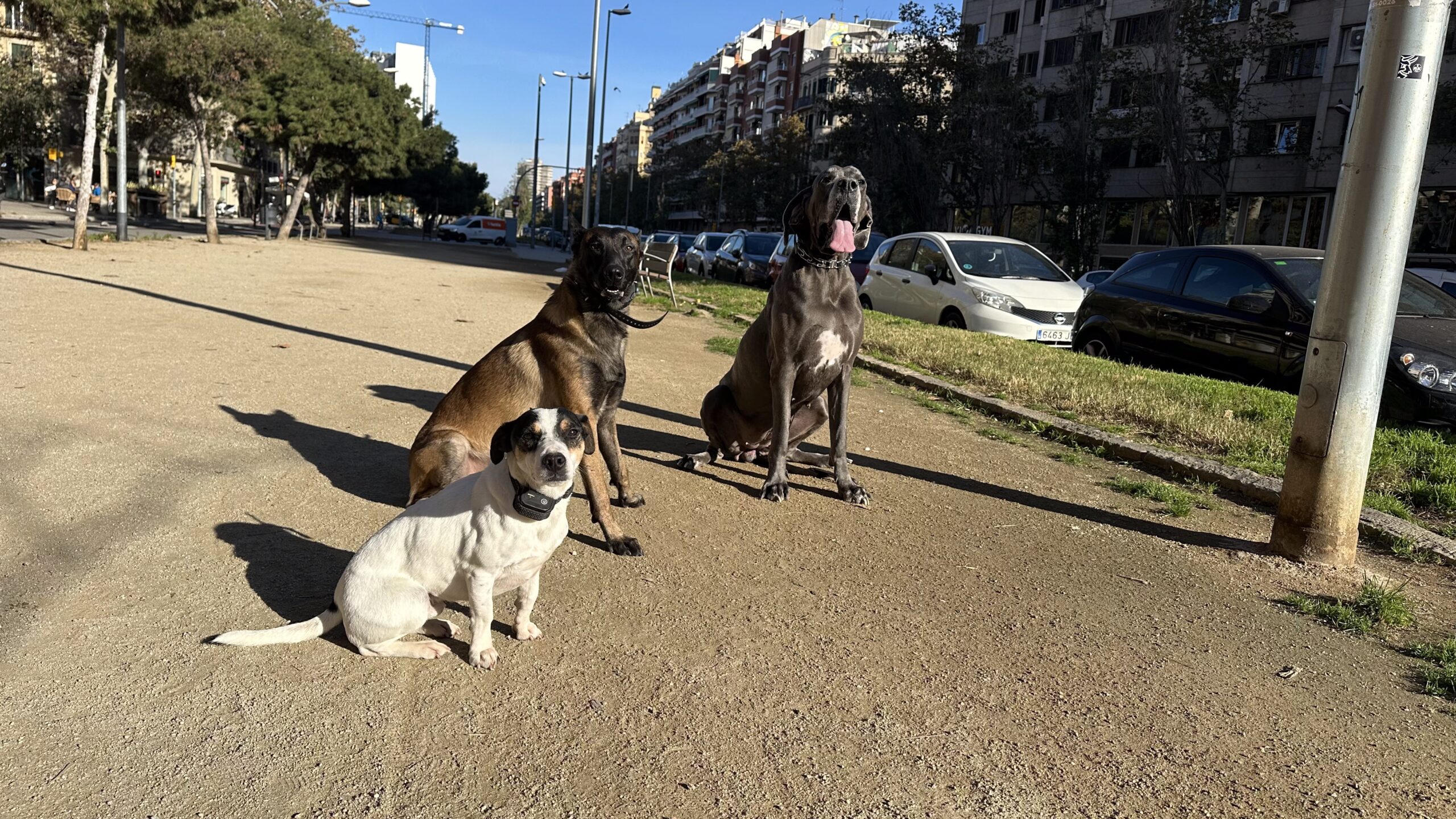Perro realizando un "quieto" de larga duración con distracciones externas